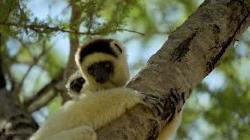 lemurs in tree in Madagascar. Image still from BBC Earth "Our Planet Earth" series
