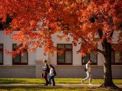 秋天，学生们走在一棵盛开的树旁.